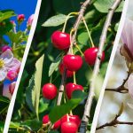 قام البستانيون بتسمية 8 أشجار لا ينبغي تقليمها في الخريف