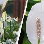 سوف يزدهر Spathiphyllum لسنوات إذا أبقيته بعيدًا عن مكان واحد في الخريف سوف يزدهر Spathiphyllum لسنوات إذا أبقيته بعيدًا عن مكان واحد
