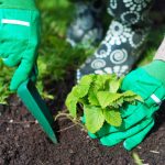 متى تزرع الفراولة في الخريف من أجل جمع دلاء التوت في الربيع: قواعد مهمة متى تزرع الفراولة في الخريف من أجل جمع دلاء التوت