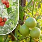 مائتي جرام وهي ناضجة: شاركت البستانية طريقتها القديمة بدون مواد