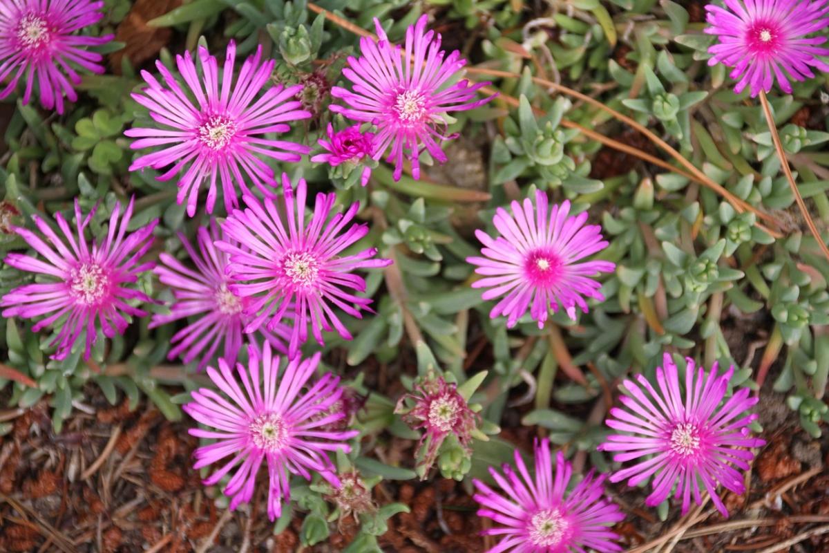 ما الزهور التي يجب زراعتها على القبر / صور pexels.com