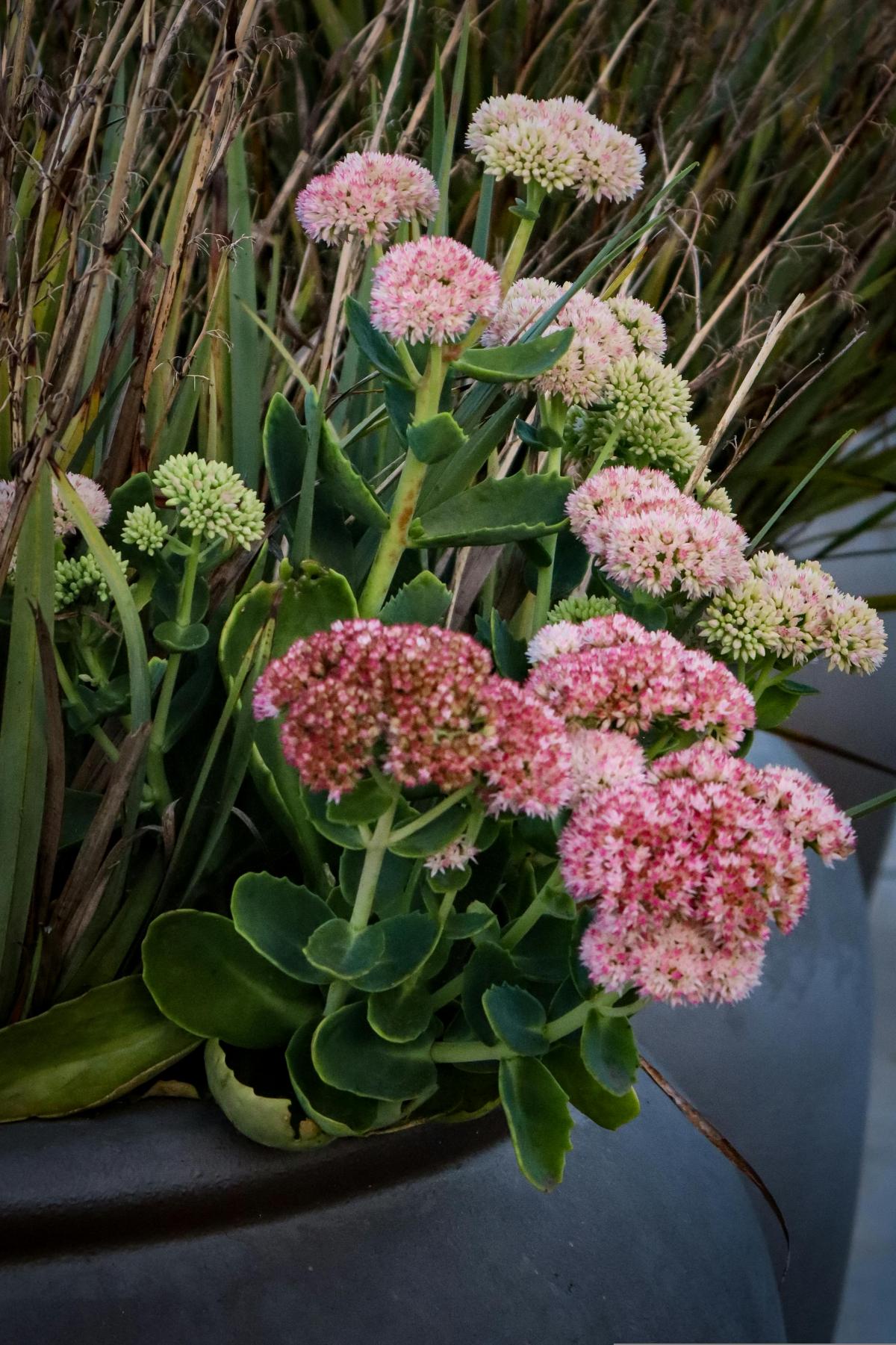 ما هي الزهور التي يجب زراعتها في المقبرة حتى تزدهر طوال الصيف / صورة pexels.com