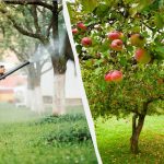 لن يلمس حشرة المن أشجار التفاح مرة أخرى أبدًا: حل