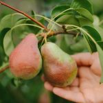 كيفية تقليم الكمثرى بشكل صحيح للحصول على محصول ضخم: نصيحة من البستانيين كيفية تقليم الكمثرى بشكل صحيح للحصول على محصول ضخم: نصيحة