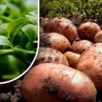 ستكون الأرض مثل الزغب: أخبر البستاني ماذا يزرع بعد حصاد