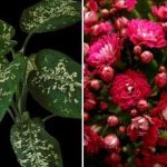 ثلاث نباتات داخلية تجذب الحشرات للمنزل