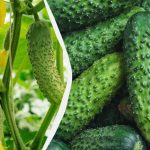 سيستمر الخيار حتى الصقيع: ما هي الأصناف التي يمكن زراعتها