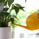 سوف يتوقف زنبق السلام عن التحول إلى اللون الأصفر ويعود إلى الحياة في غضون ساعات قليلة: طريقة مجربة سوف يتوقف زنبق السلام عن التحول إلى اللون الأصفر ويعود