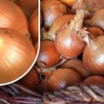 كيفية الحفاظ على البصل حتى لا ينبت حتى الصيف: بستاني