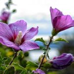 كيفية تقليم الكركديه بشكل صحيح للحصول على شجيرة مورقة