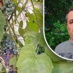 خدعة بسيطة للحصول على محصول جيد: كشف البستاني عن العدو