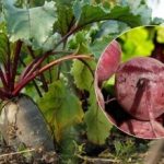 متى يتم حصاد البنجر في عام 2025: تم تسمية علامتين