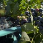 سوف يتحمل التوت الأزرق أي صقيع: كشف البستاني عن أسرار الرعاية الرئيسية في الخريف سوف يتحمل التوت الأزرق أي صقيع: كشف البستاني عن أسرار