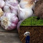 الثوم الشتوي لا يحب هذا: اكتشف البستاني سر سرير الحديقة المثالي لفصل الشتاء الثوم الشتوي لا يحب هذا: اكتشف البستاني سر سرير الحديقة