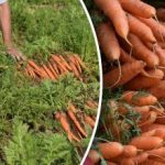 كيفية تحديد أن الجزر ناضج – أفضل أيام الحصاد