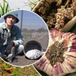 سوف ينمو الثوم بسرعة فائقة: كيفية تحضير الأسرة في الخريف