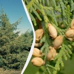 لا تتعجل بمقصات التقليم: أي الصنوبريات لا تتحمل التقليم في