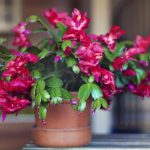 كيفية إطعام شجرة عيد الميلاد حتى تزدهر بشكل رائع: يسمي