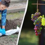 مع هذه العلامة على مقياس الحرارة، تحتاج إلى تغطية العنب: